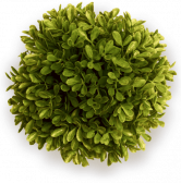 bush
